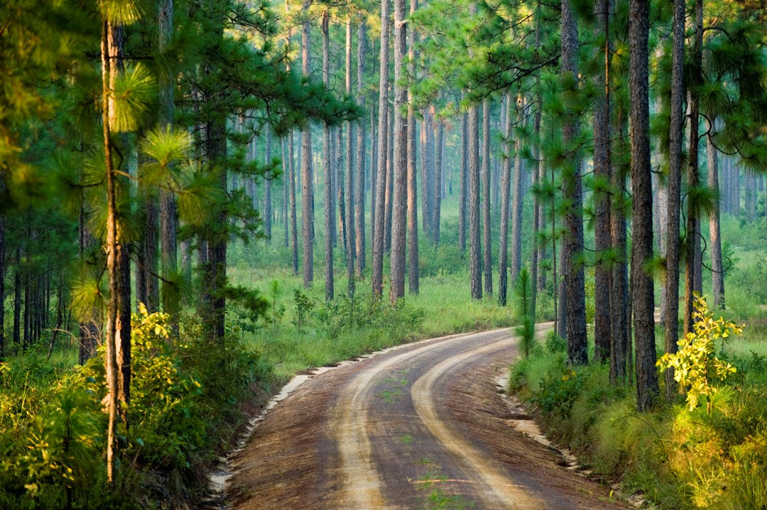 Step into the Quail Woods: A Wagon Tour & Exclusive Management Review of Longpine's Premier Wild Quail Hunting Property with Tall Timbers