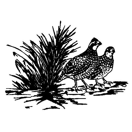 Kevin's Crystal Red Wine Glass 18 oz.-Home/Giftware-BOB WHITE QUAIL-Kevin's Fine Outdoor Gear & Apparel
