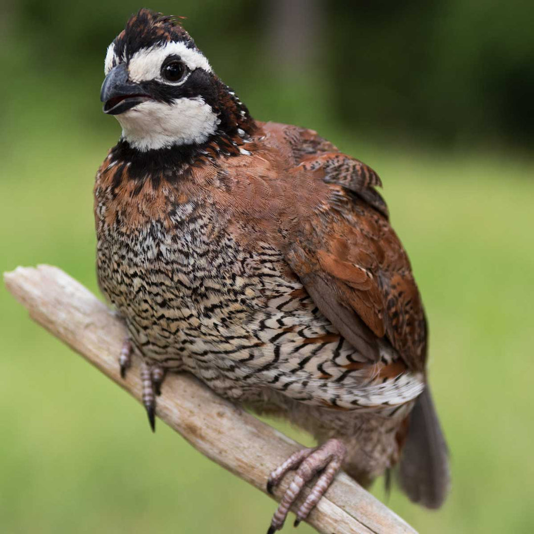 Quail Trail – Where can I quail hunt?