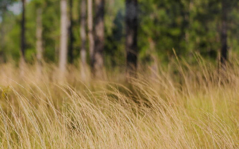Upland Hunting