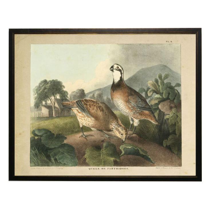 Vintage Quail Framed Print-Home/Giftware-Kevin's Fine Outdoor Gear & Apparel