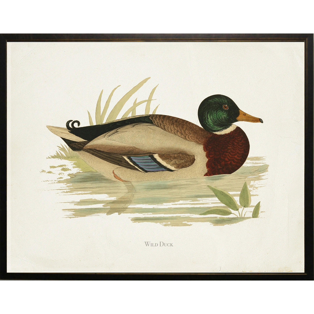 Wild Duck Bookplate Framed Print-Home/Giftware-10" x 8"-Kevin's Fine Outdoor Gear & Apparel