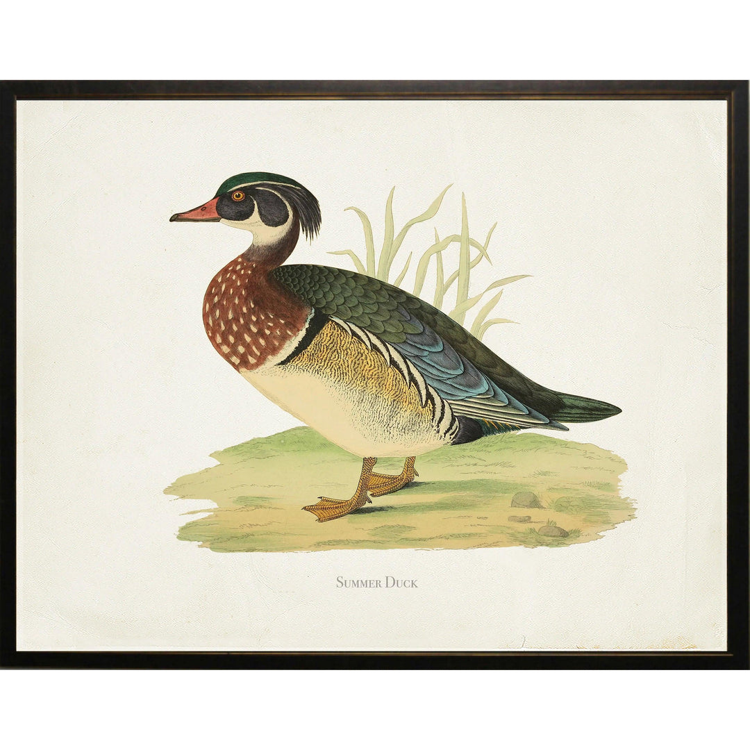 Summer Duck Bookplate Framed Print-Home/Giftware-10" x 8"-Kevin's Fine Outdoor Gear & Apparel