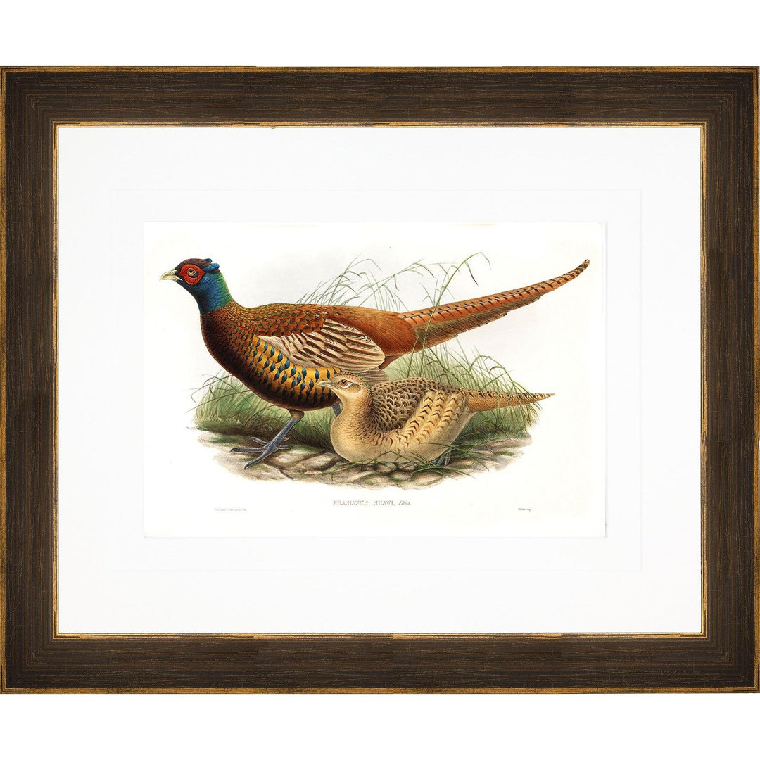 Gould Gamebird Framed Prints-Home/Giftware-Pheasant 1-Kevin's Fine Outdoor Gear & Apparel