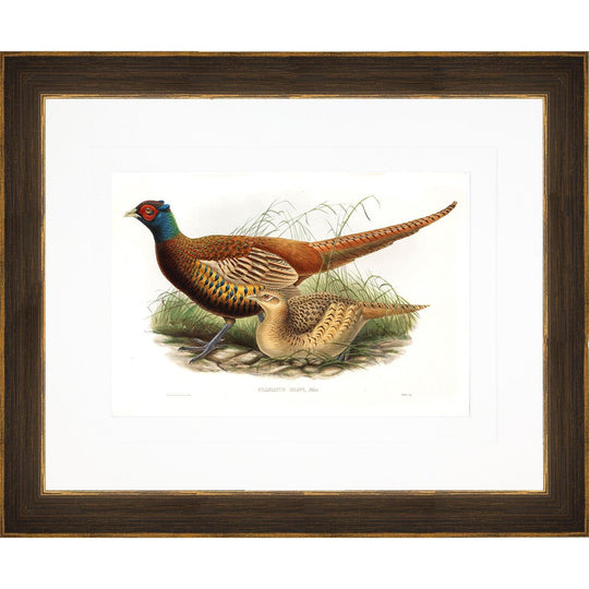 Gould Gamebird Framed Prints-Home/Giftware-Pheasant 1-Kevin's Fine Outdoor Gear & Apparel