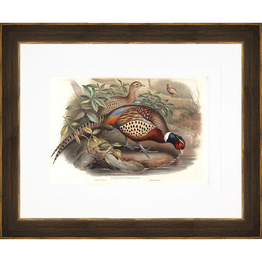 Gould Gamebird Framed Prints-Home/Giftware-Pheasant 2-Kevin's Fine Outdoor Gear & Apparel
