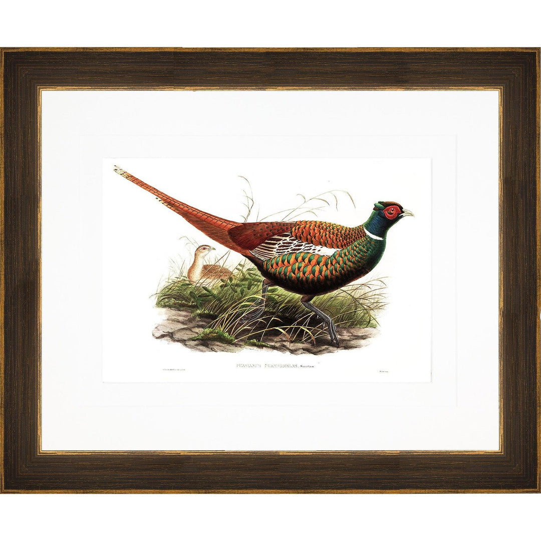 Gould Gamebird Framed Prints-Home/Giftware-Pheasant 4-Kevin's Fine Outdoor Gear & Apparel