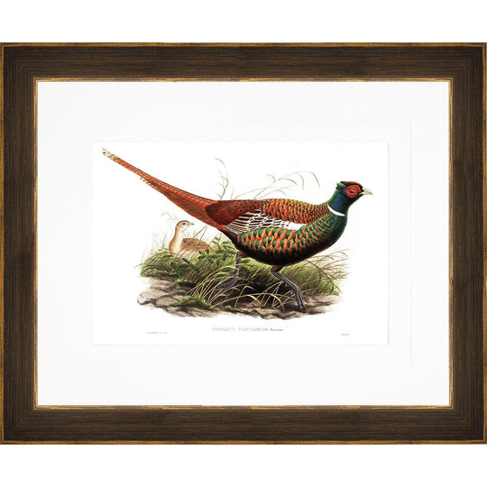 Gould Gamebird Framed Prints-Home/Giftware-Pheasant 4-Kevin's Fine Outdoor Gear & Apparel