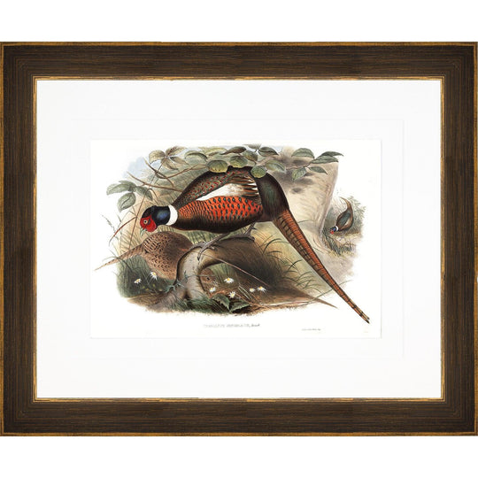 Gould Gamebird Framed Prints-Home/Giftware-Pheasant 3-Kevin's Fine Outdoor Gear & Apparel