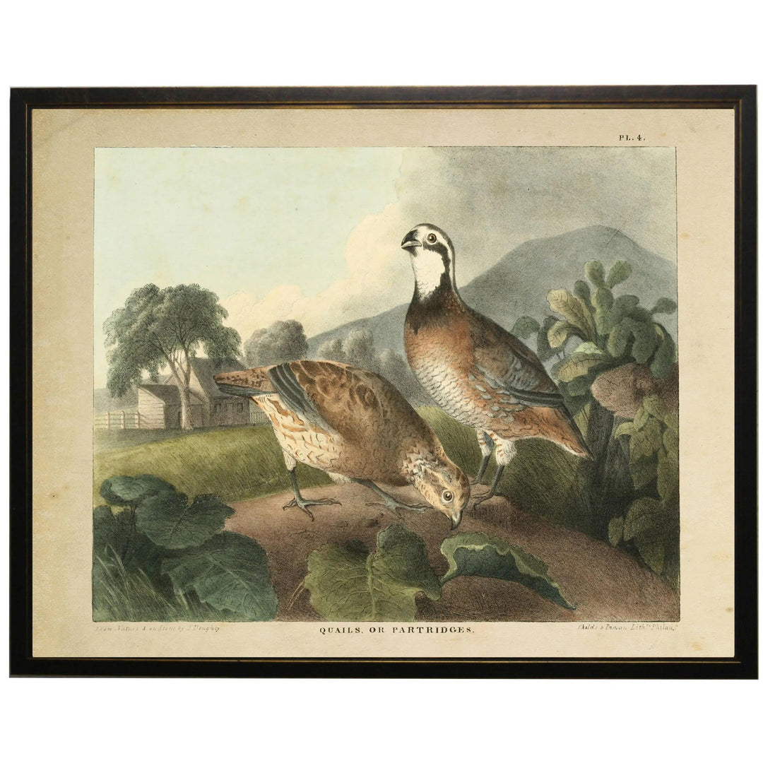 Vintage Quail Framed Print-Home/Giftware-16" x 20"-Kevin's Fine Outdoor Gear & Apparel