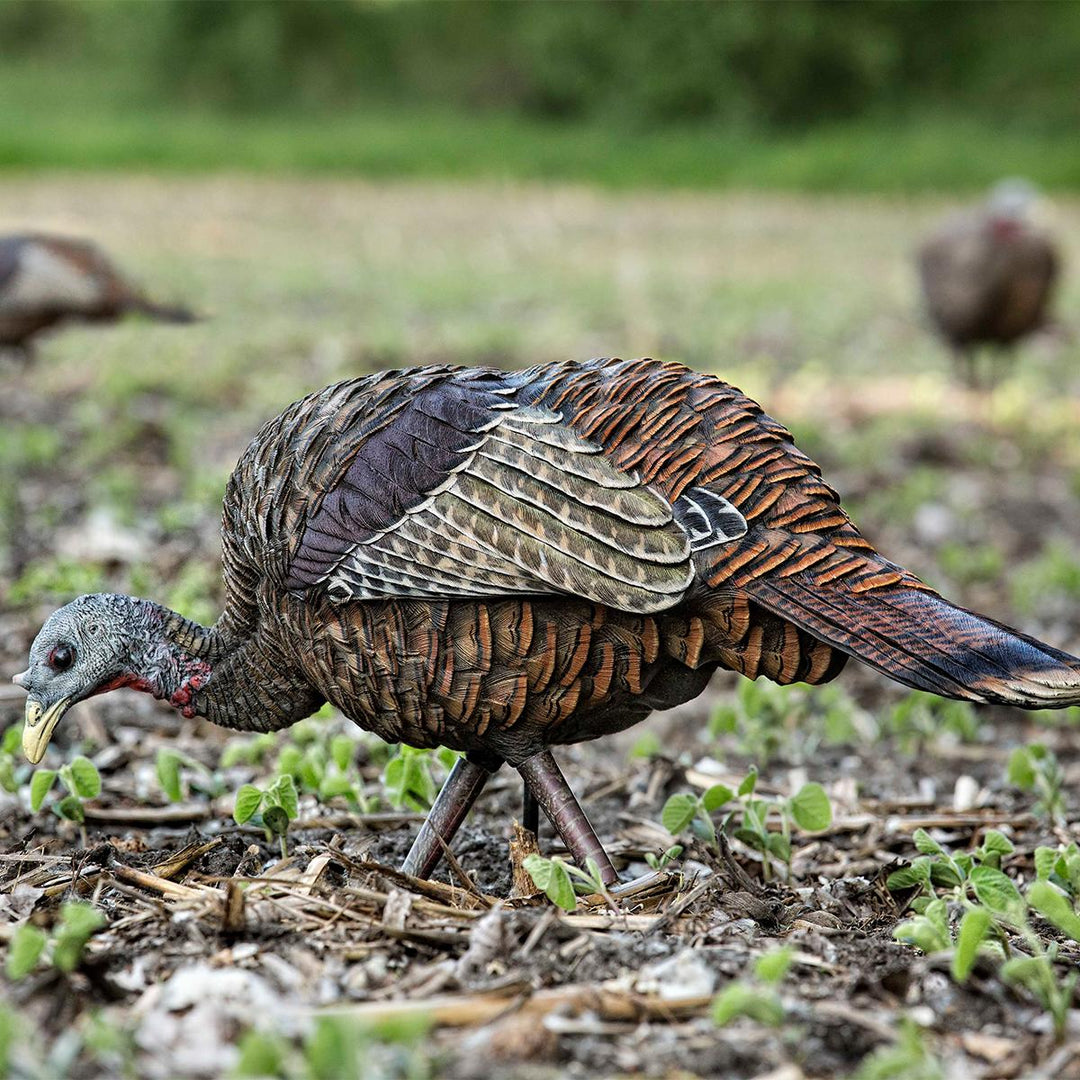 Avian X LCD Feeder Hen Decoy-Hunting/Outdoors-Kevin's Fine Outdoor Gear & Apparel