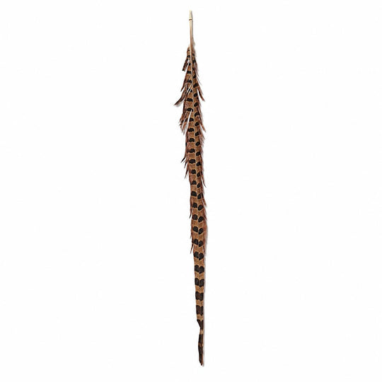 Long, natural ring neck pheasant feather with copper tones and distinctive dark brown barring patterns.