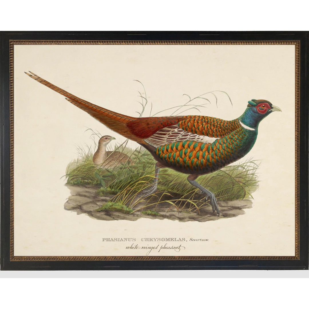 Vintage White-Winged Pheasant Bookplate Framed Print-Home/Giftware-10" x 8"-Kevin's Fine Outdoor Gear & Apparel