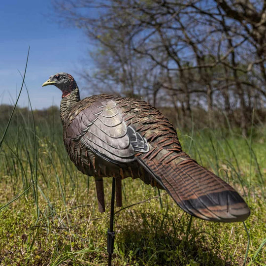 Avian X LCD Breeder Hen Turkey Decoy-Hunting/Outdoors-Kevin's Fine Outdoor Gear & Apparel