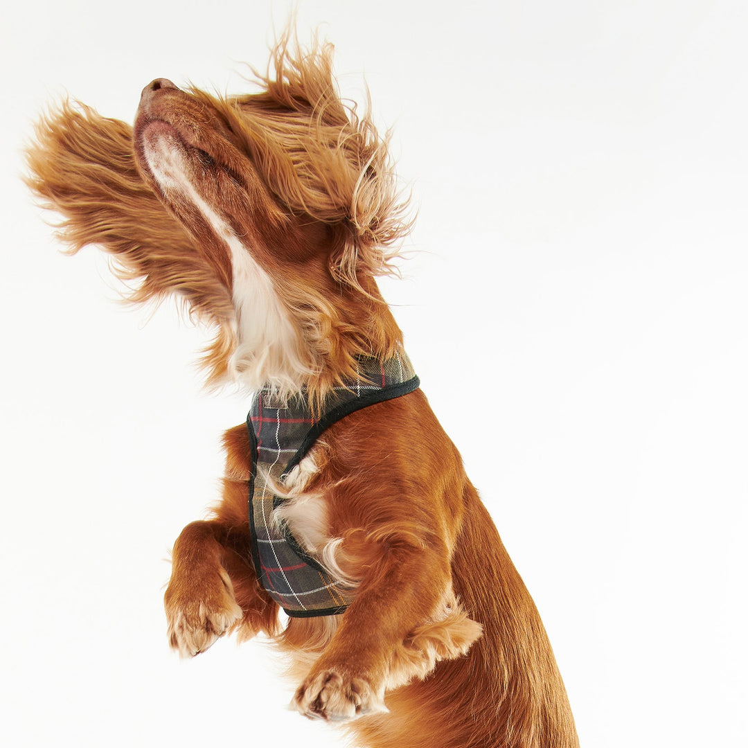 Barbour Dog Harness-Pet Supply-Kevin's Fine Outdoor Gear & Apparel
