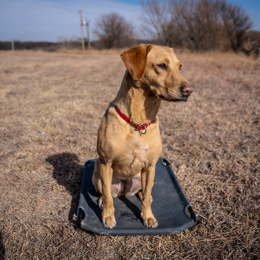 Lucky Duck Kennel Cot-Hunting/Outdoors-Kevin's Fine Outdoor Gear & Apparel