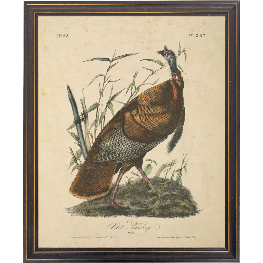 Vintage Wild Turkey Framed Print-Home/Giftware-12" x 16"-Kevin's Fine Outdoor Gear & Apparel