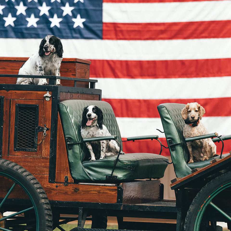 Vintage carriage with dogs in front of an American flag