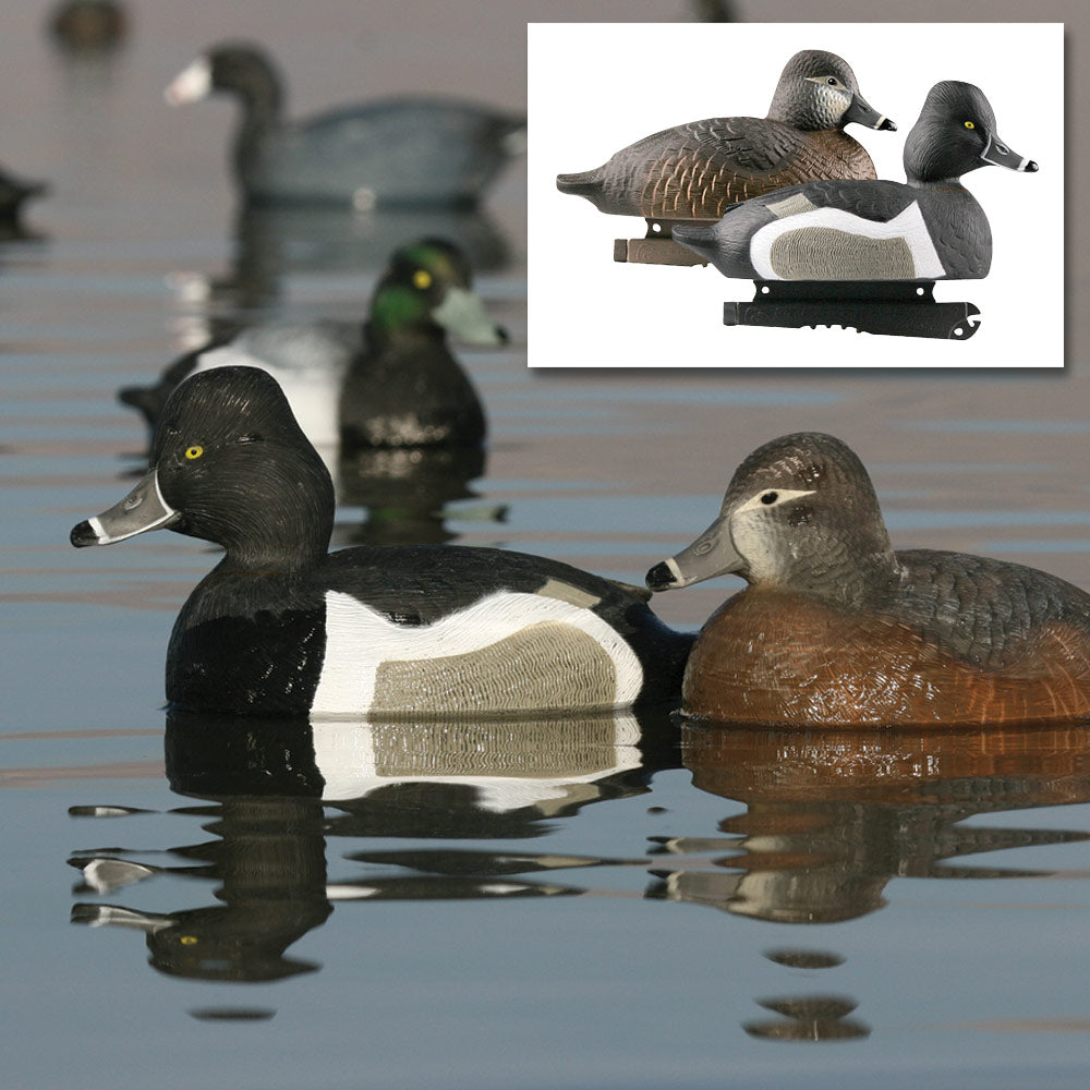 Avery Life-Size Ring-Necked Duck Decoys
