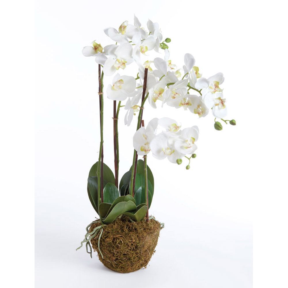 Phalaenopsis Orchid Drop in 23"-HOME/GIFTWARE-WHITE-Kevin's Fine Outdoor Gear & Apparel