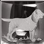 Kevin's Crystal Shot Glass 2 oz.-HOME/GIFTWARE-BLACK LAB-Kevin's Fine Outdoor Gear & Apparel
